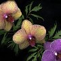 Orchid Trio